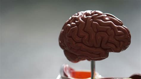 Unpacking the Science: How Our Brains Process New Information.